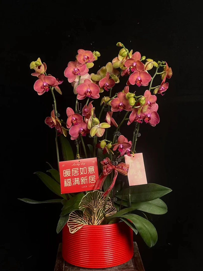 【好吉利】室内 蝴蝶兰花 盆栽开花株 四季好养护绿植叶片