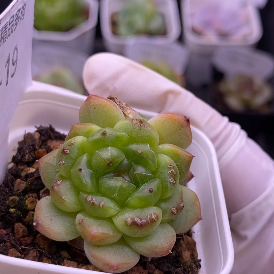 【闪购商品】10-19甜心