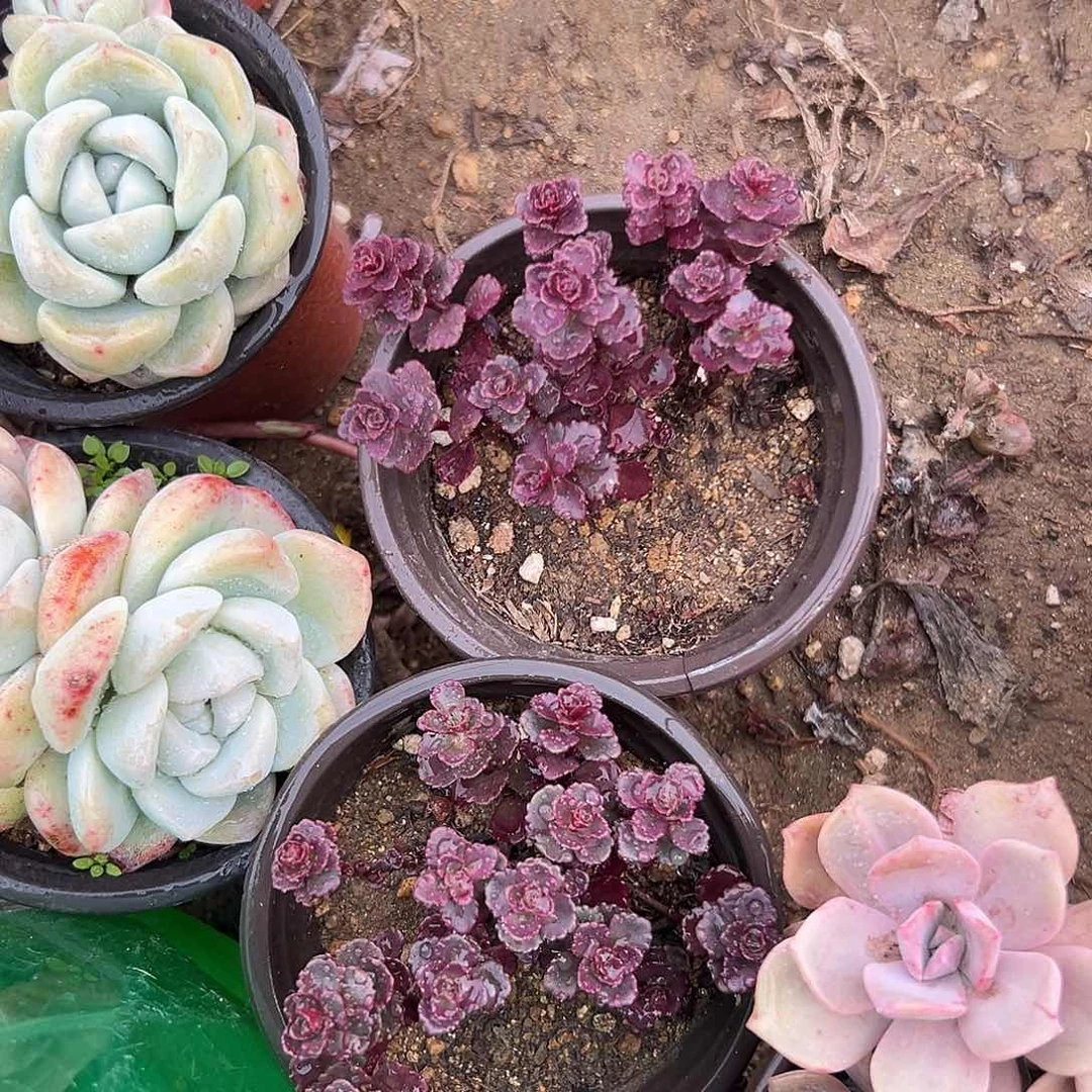 多肉植物两盆小球玫瑰