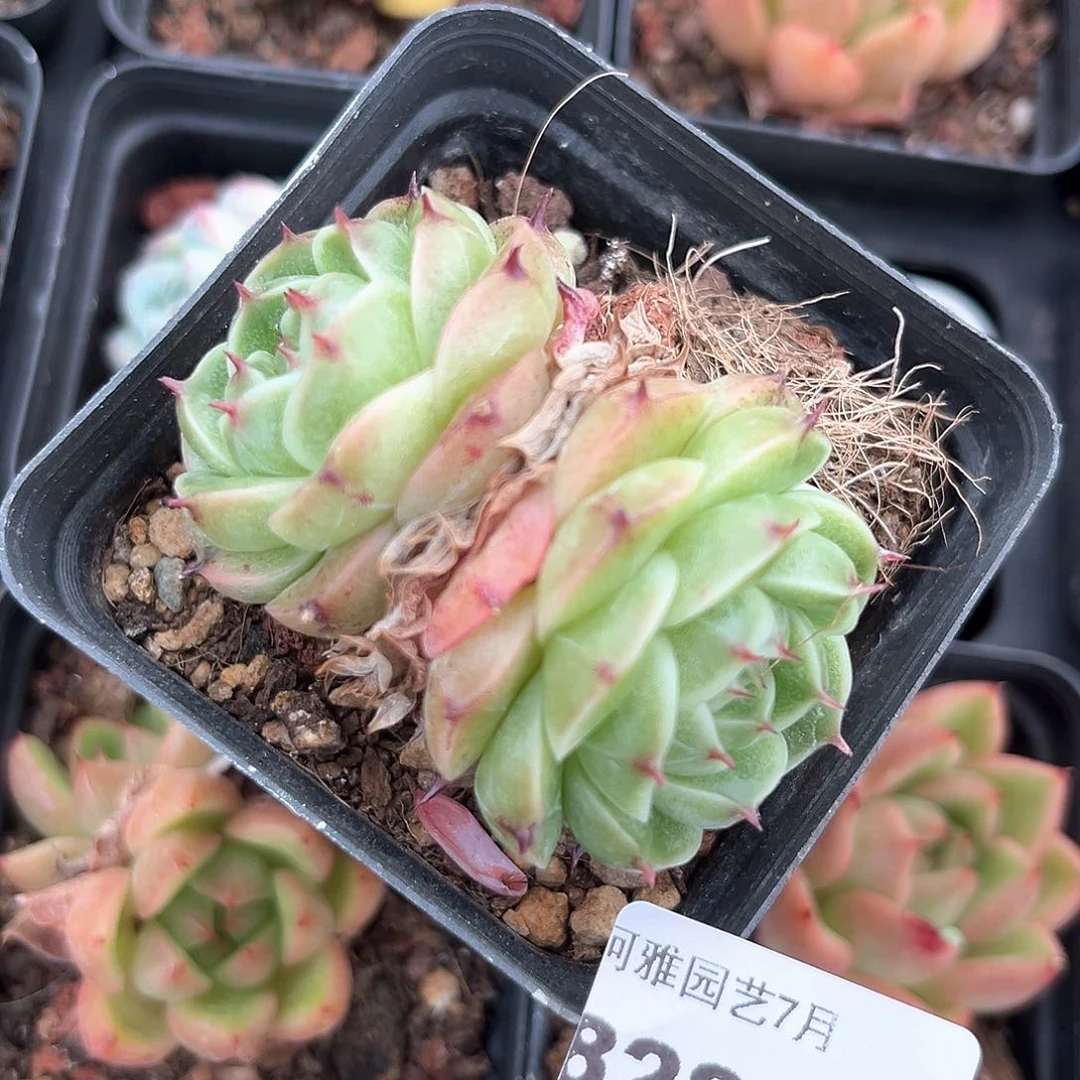 阿雅园艺。    8285