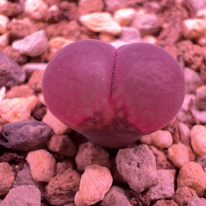 w/643。流量密码。2年开白花。 独家