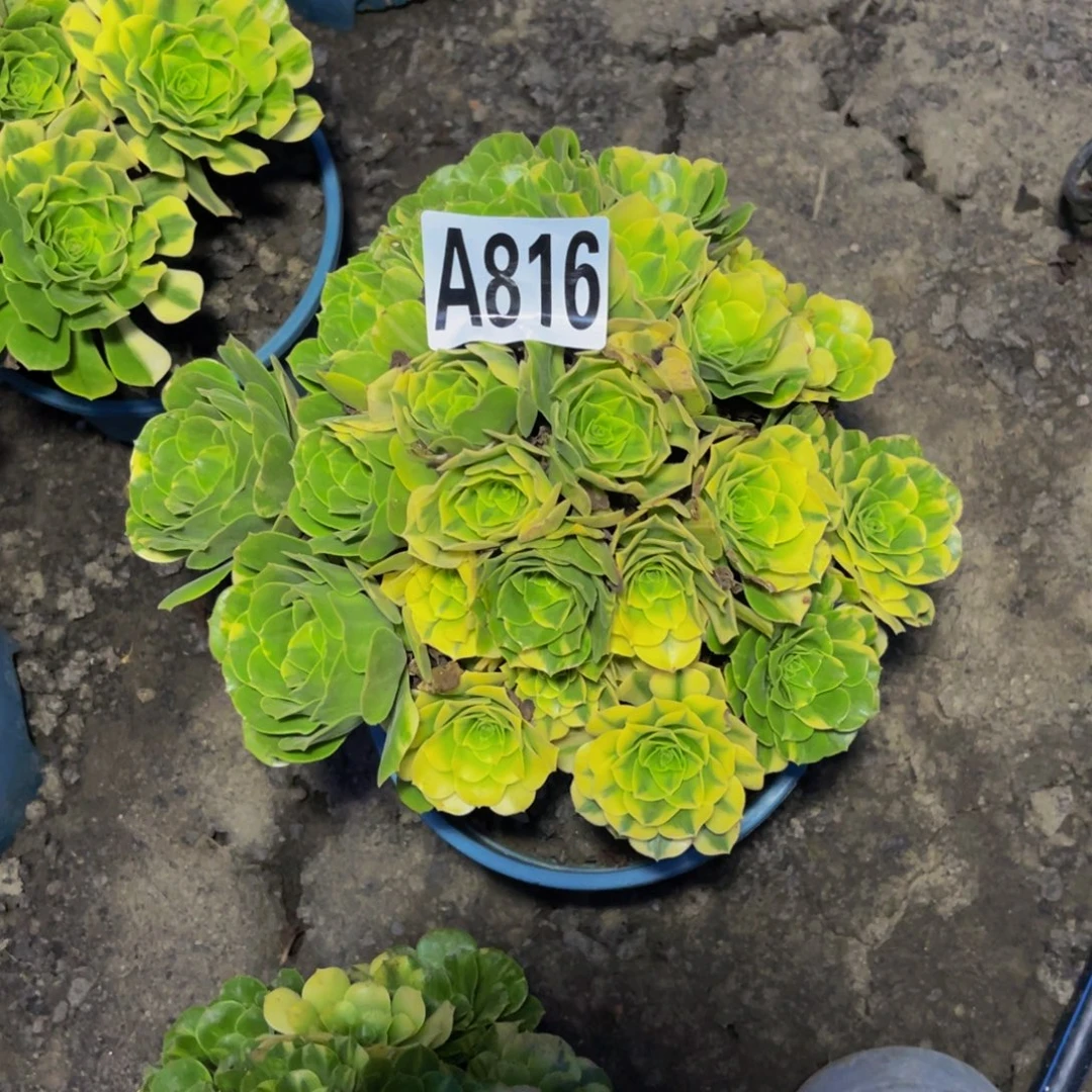 五色琉璃16/////48包邮