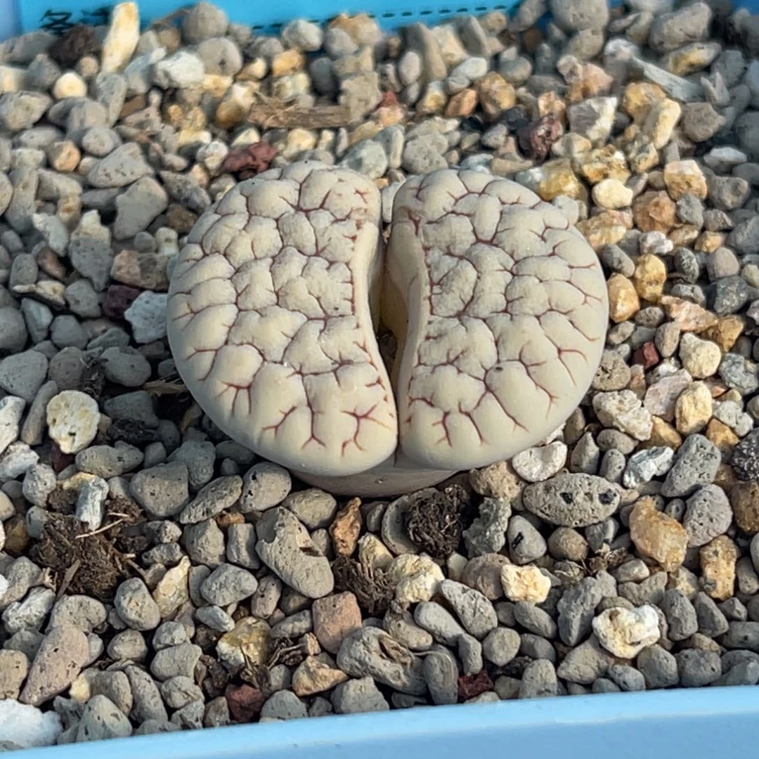 2508白底凹凸189一颗