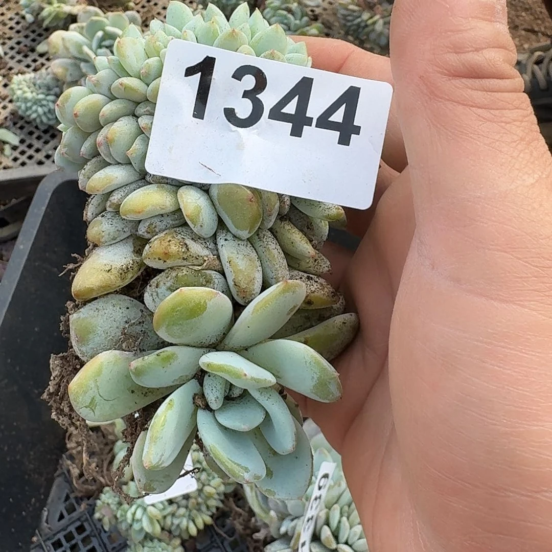 ?****?155666666666666666666