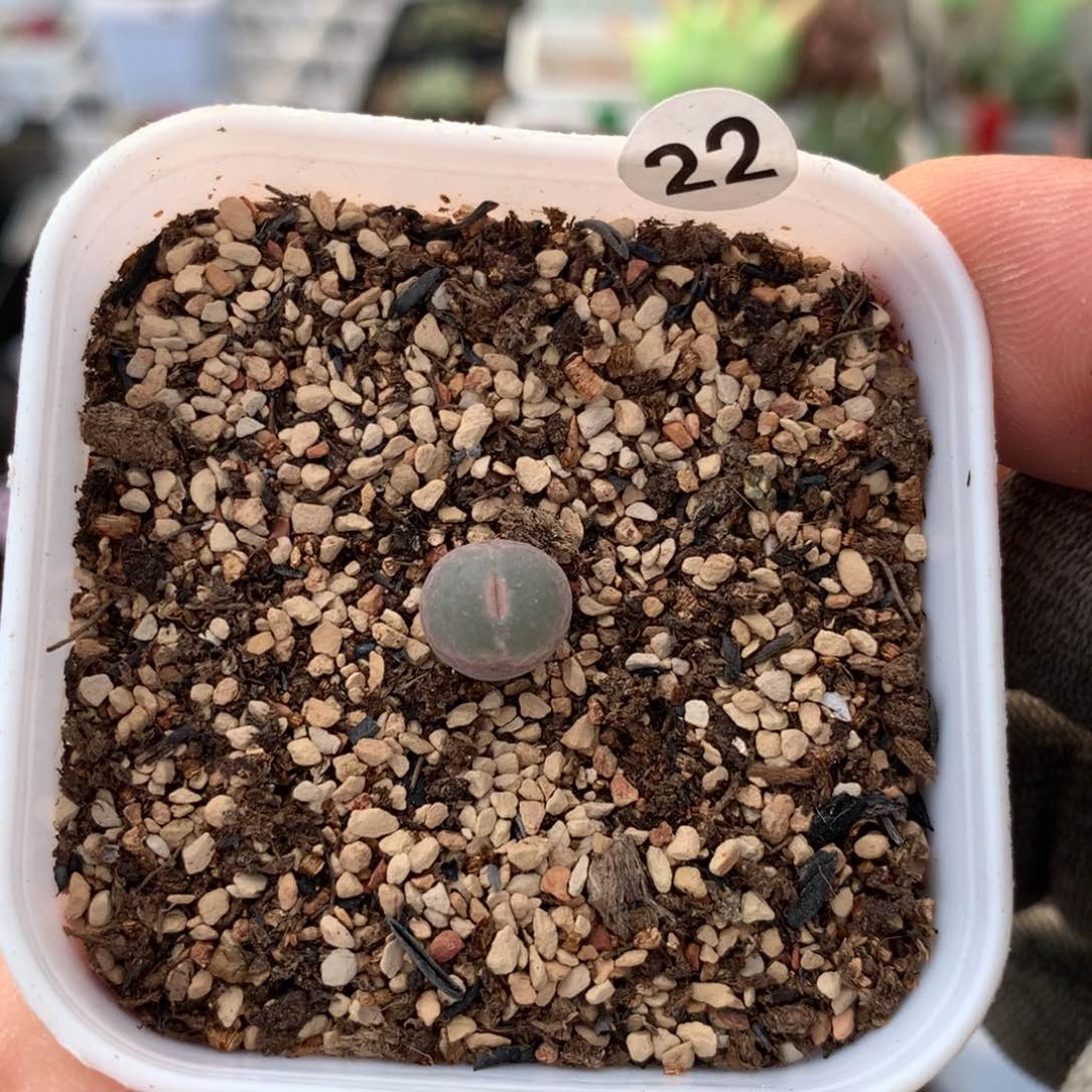22号安格尼斯小伤