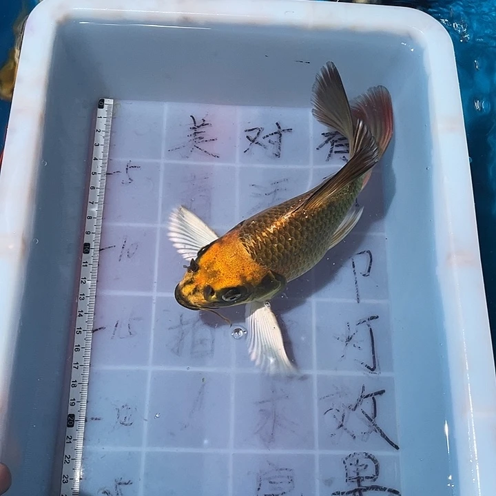 蝴蝶鲤鱼渔场直发76