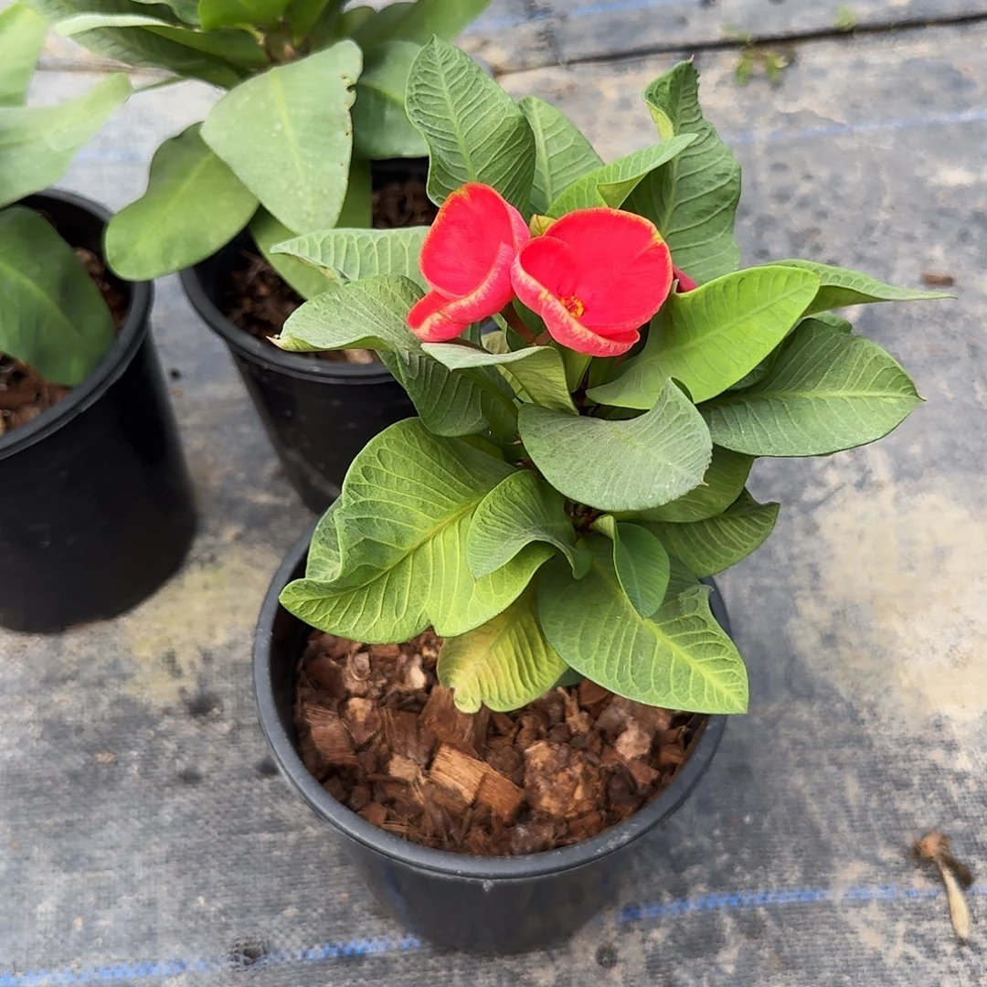 完全开放最高将领直播间一物一拍