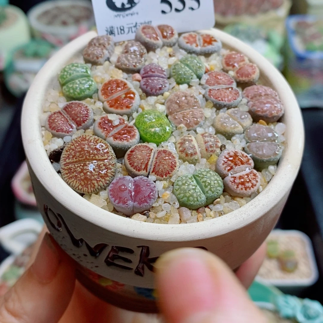 生石花花花花花花花535