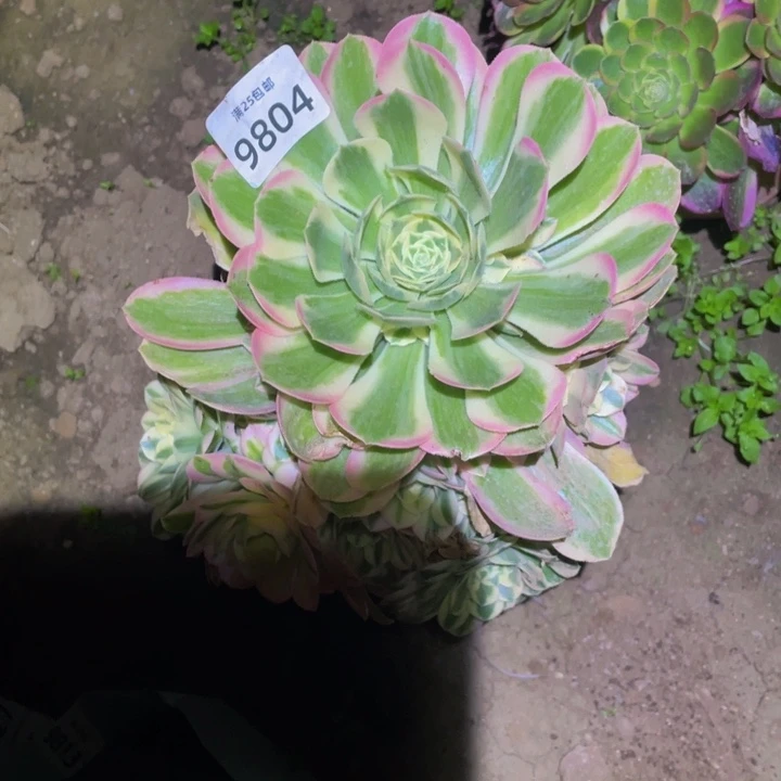 9804辛尼亚多肉植物