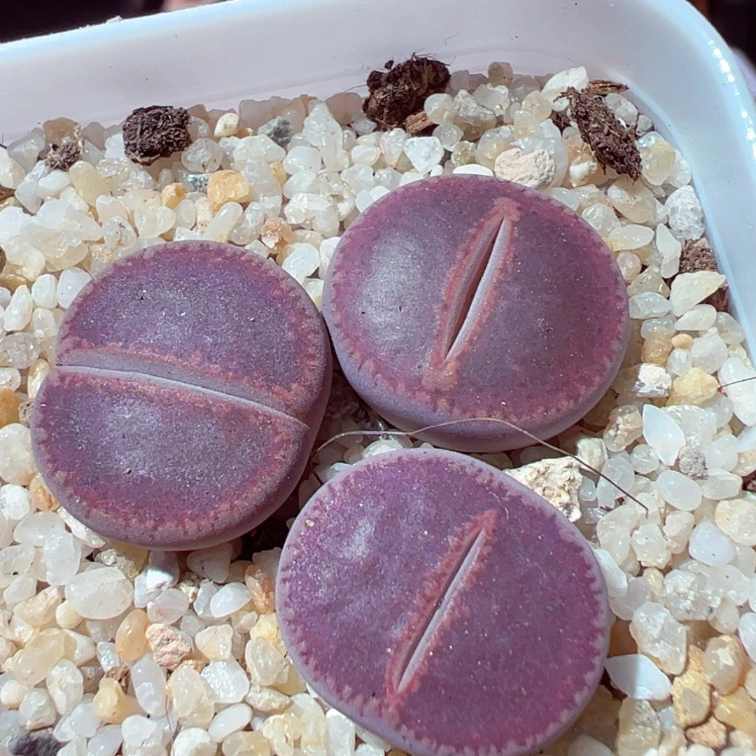 1124-339多肉多肉koko