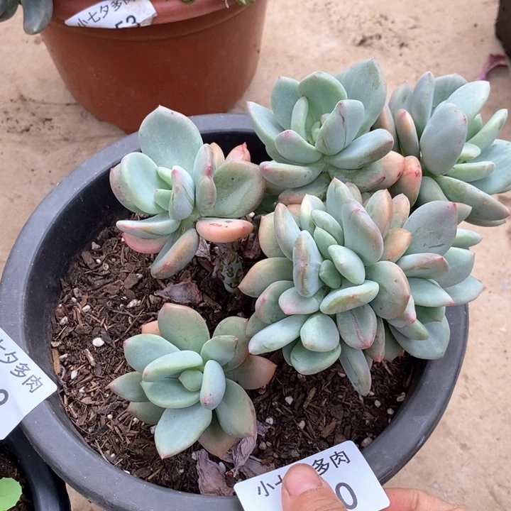 小七夕多肉貂蝉40