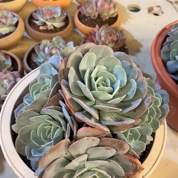 红粉台阁     25