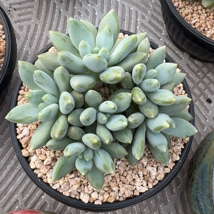 多肉植物哥特萝莉
