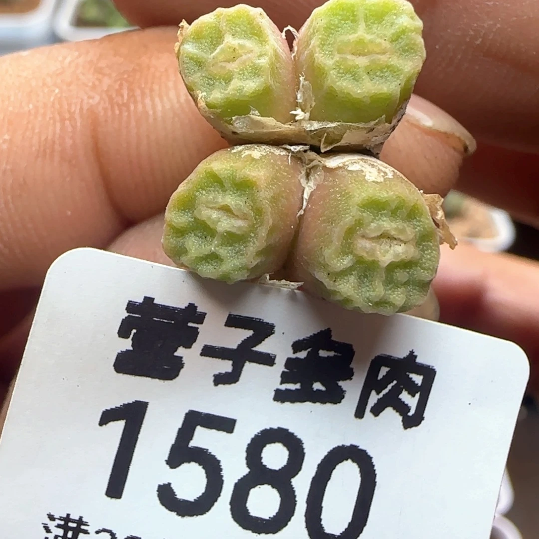 方烧1410.657。