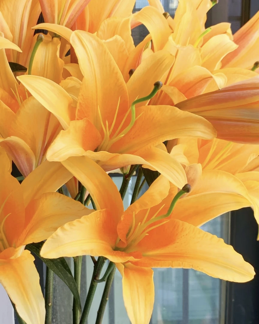 【云南鲜花】晚霞百合--基地直发