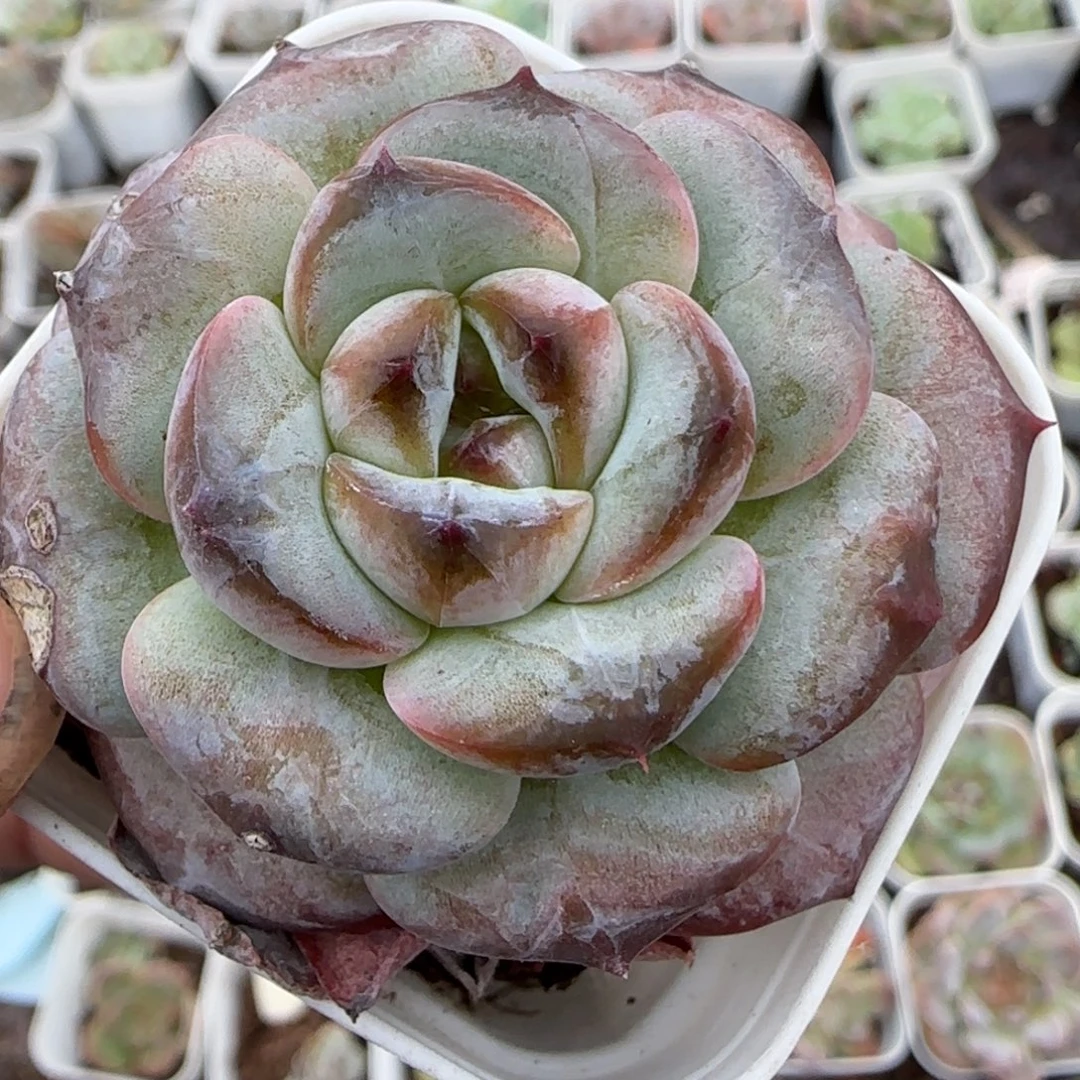 小卡拉米糖心一物一拍