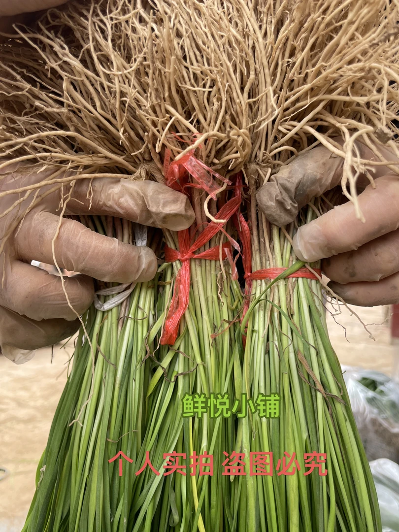 【细苗专拍/顺丰带叶】现挖新根紫根韭菜根苗老品种阳台盆景可四季