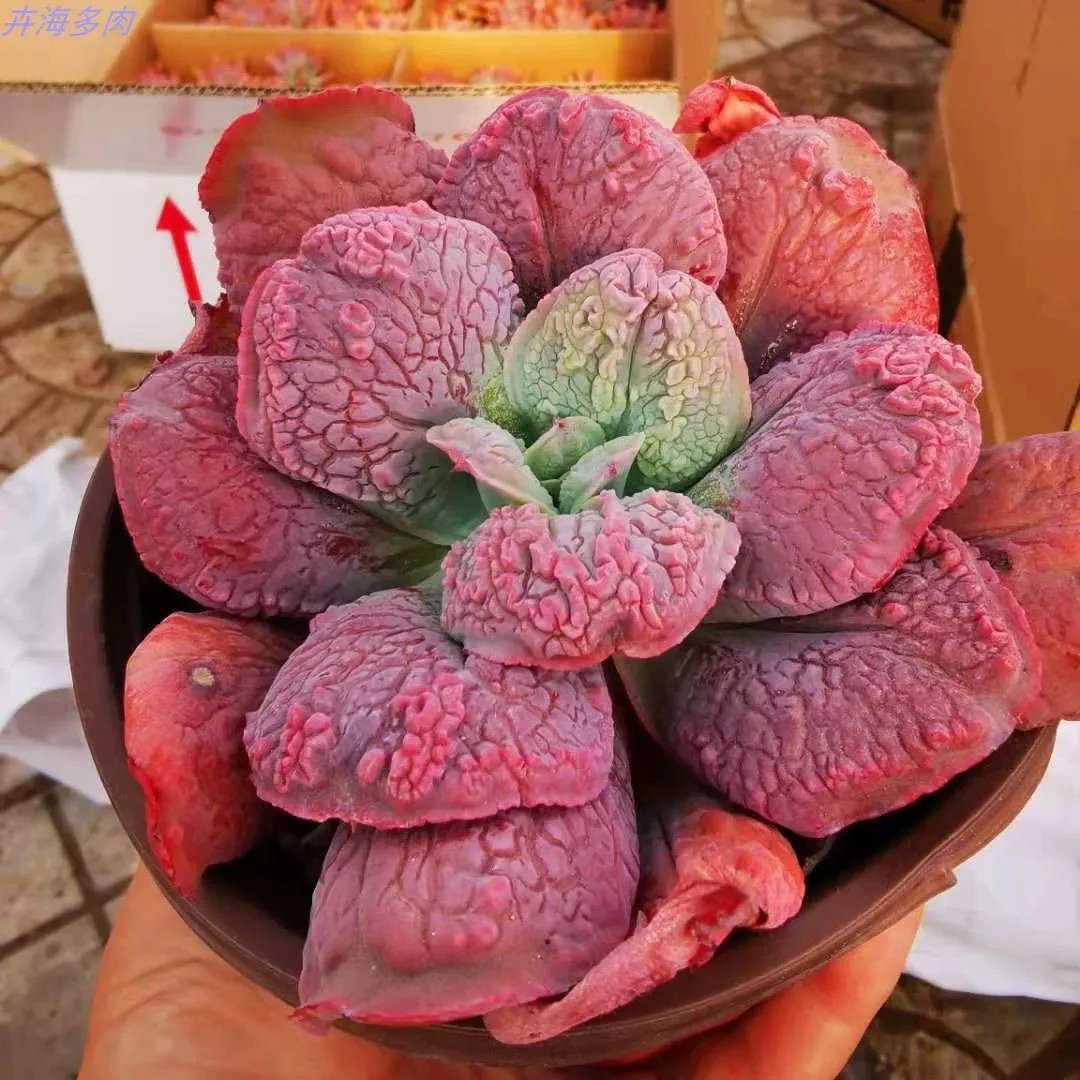 男爵满15包邮多肉植物 新手好养好活 阳台庭院必备