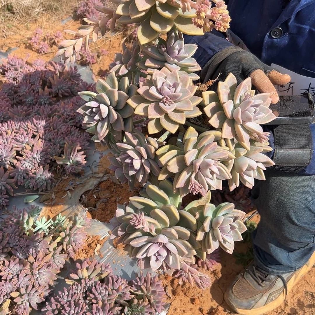 紫雾多肉一棵发货30尺寸