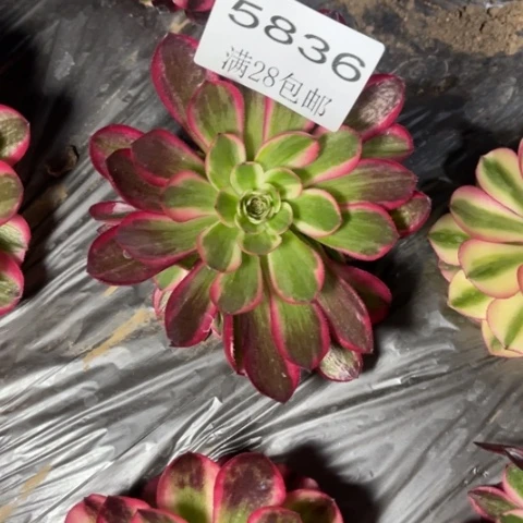 云何多肉多肉5836