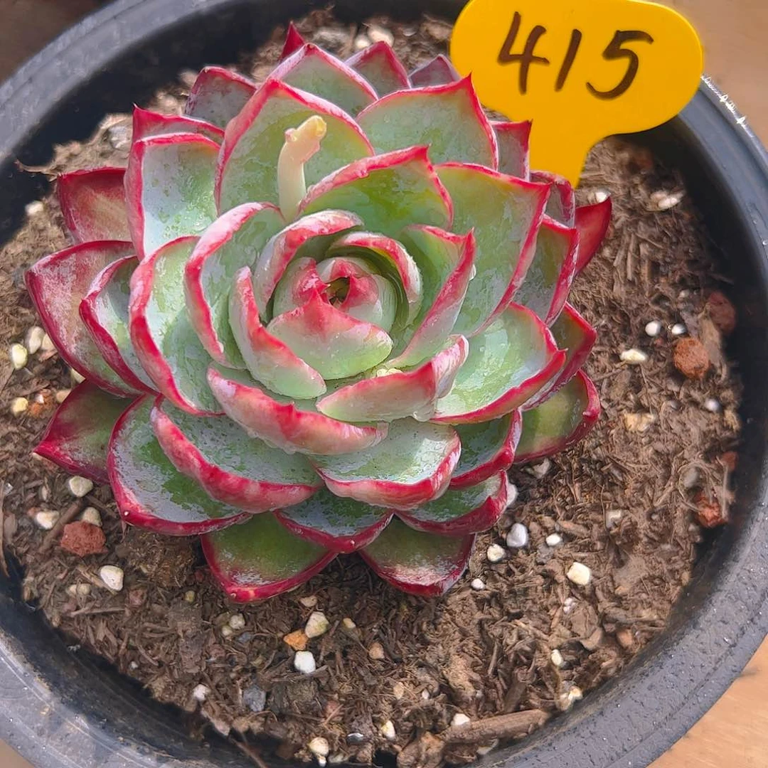 ?****?惊鸿仙子一物一拍415号