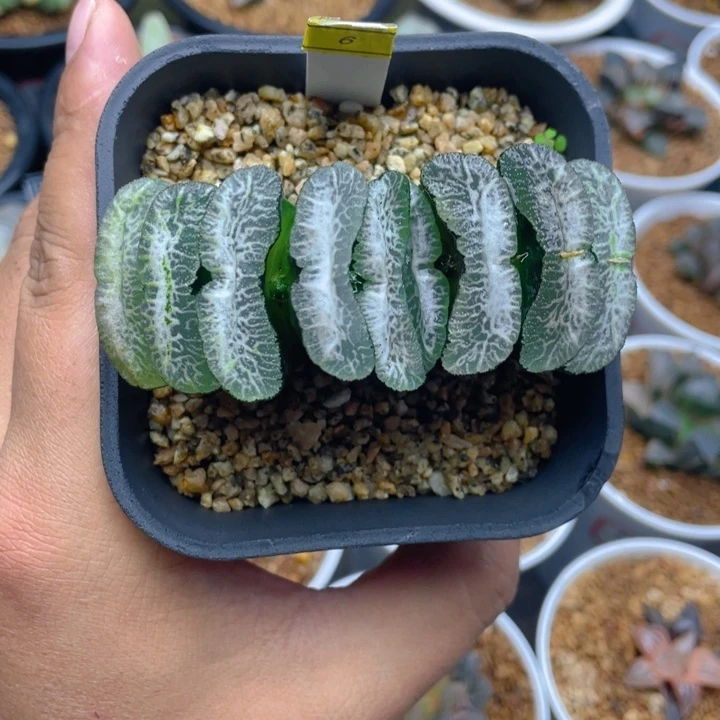 堕落天使玉扇十二卷