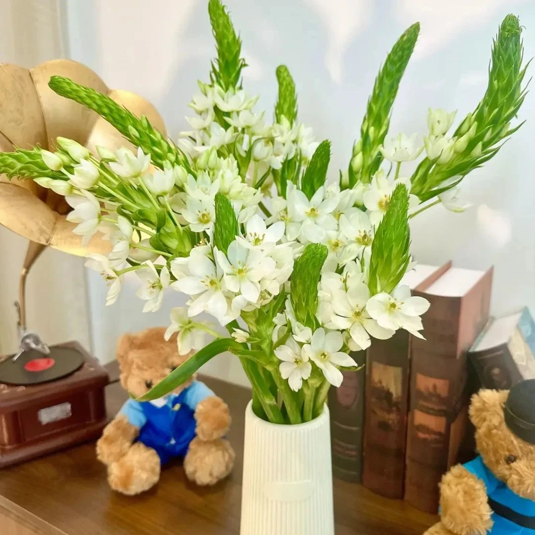 【圣心百合鲜花】新鲜采摘鲜切花室内装饰水养时令鲜花赠营养液