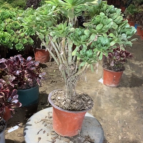 大***吹原始绿多肉植物法师32号