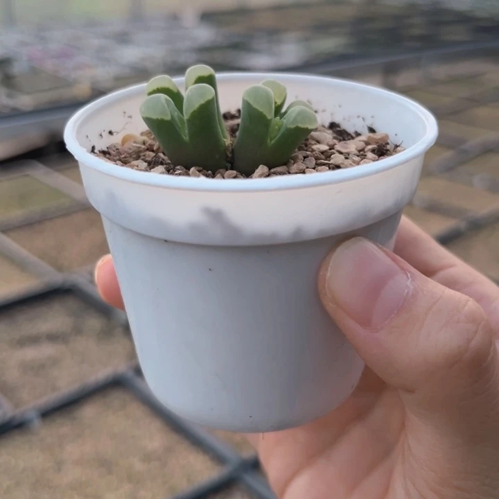 四头精品风铃群一颗