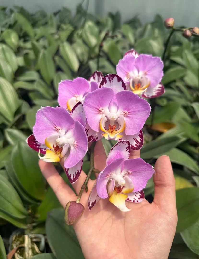 【蝙蝠侠】植株高品質蝴蝶蘭基地直发种 植施肥观赏花卉