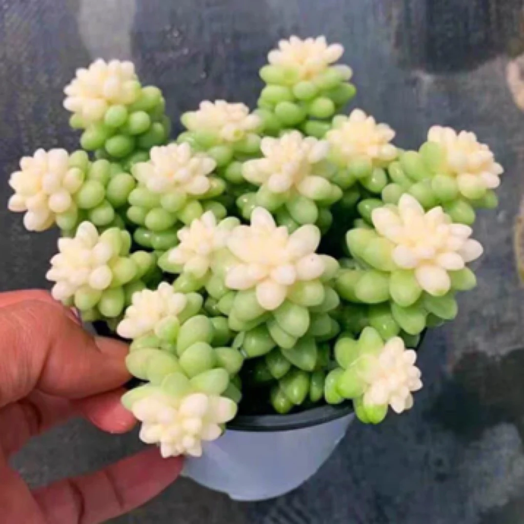 【满9.9包邮】雪花玉缀13cm盆多肉植物以直播间介绍为主