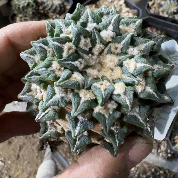 鹤**?福利自根黑牡丹789仙人球