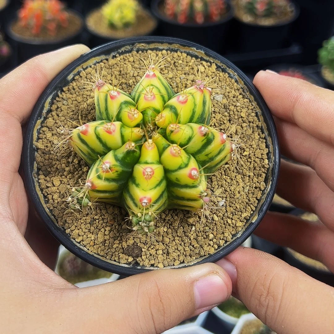 益****当前无花栽培后可以开花608