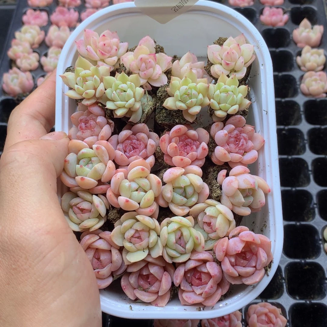 反反复复还是很开心的016