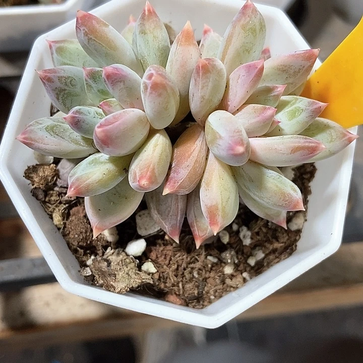 多肉植物幻影美人1622