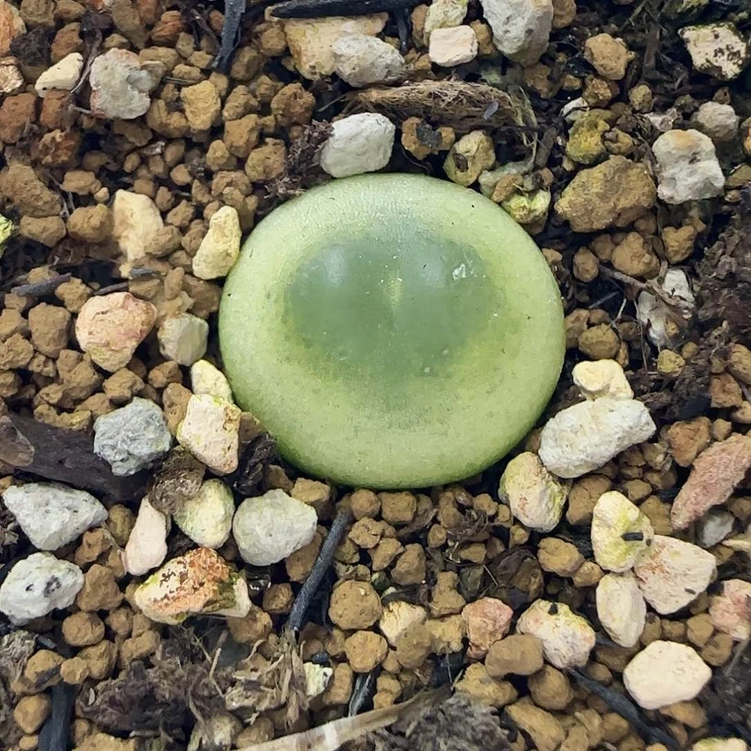 592拉登1.56厘米带盆土