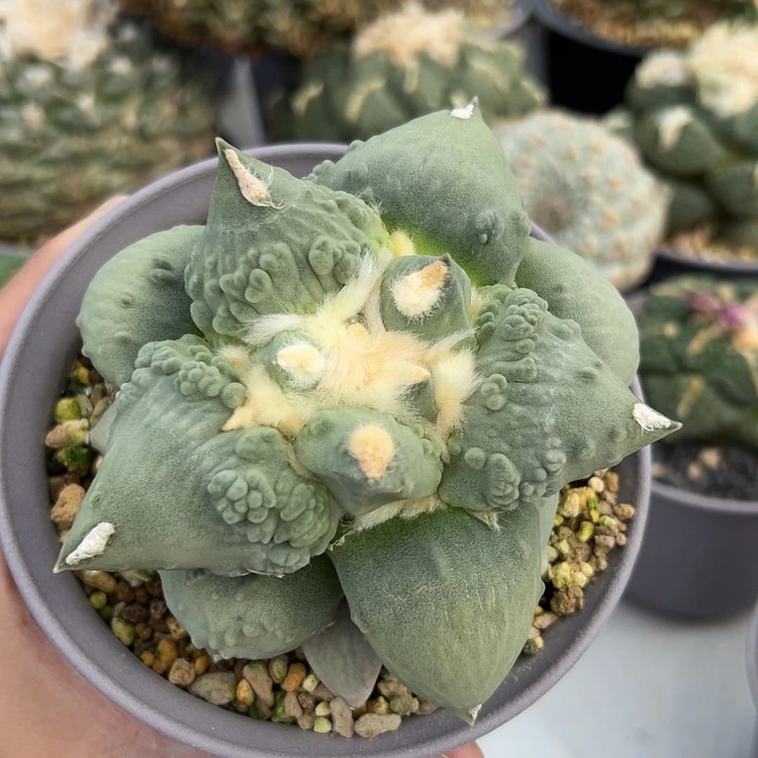 尚野园艺实生怒涛