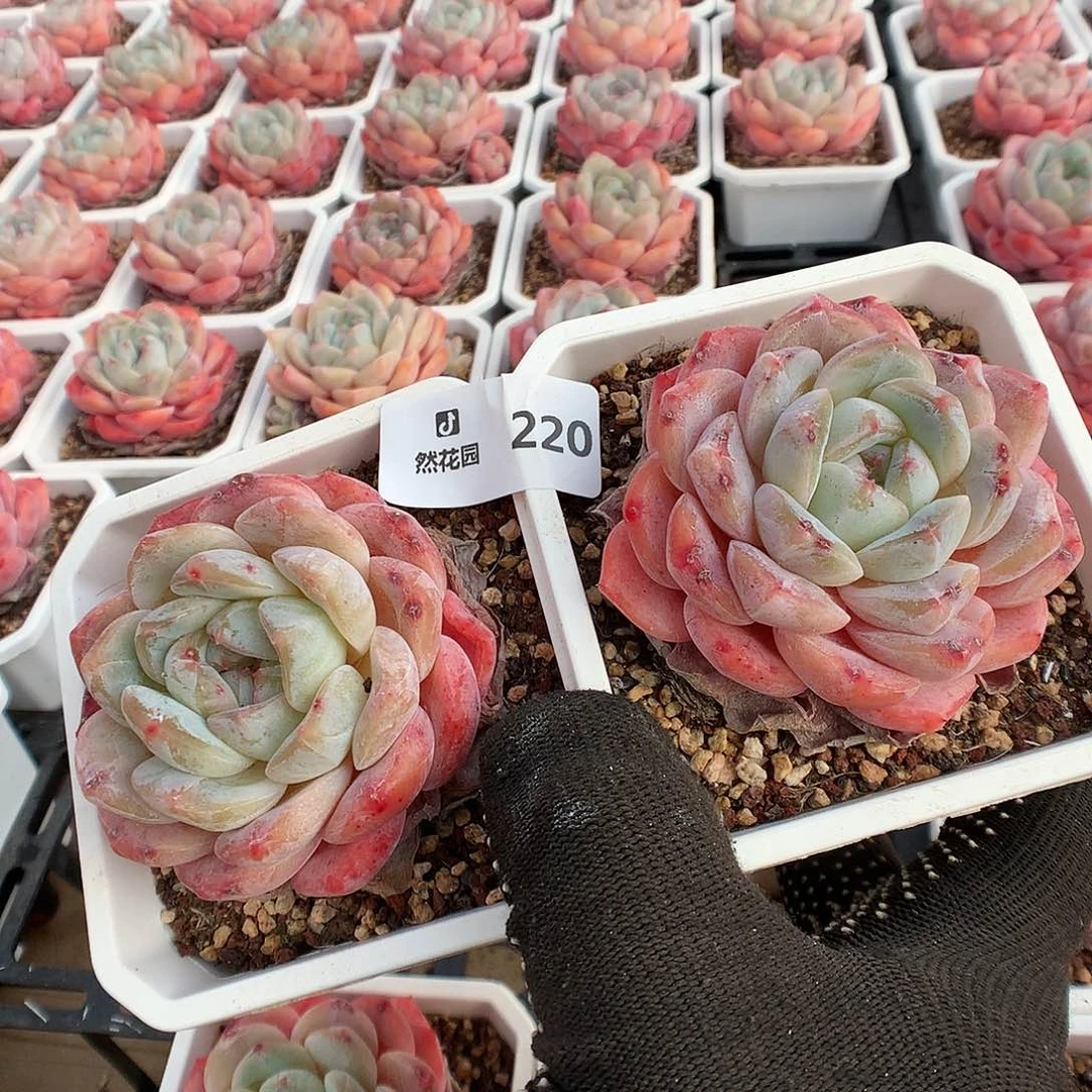 白*琛220糖心多肉植物66666