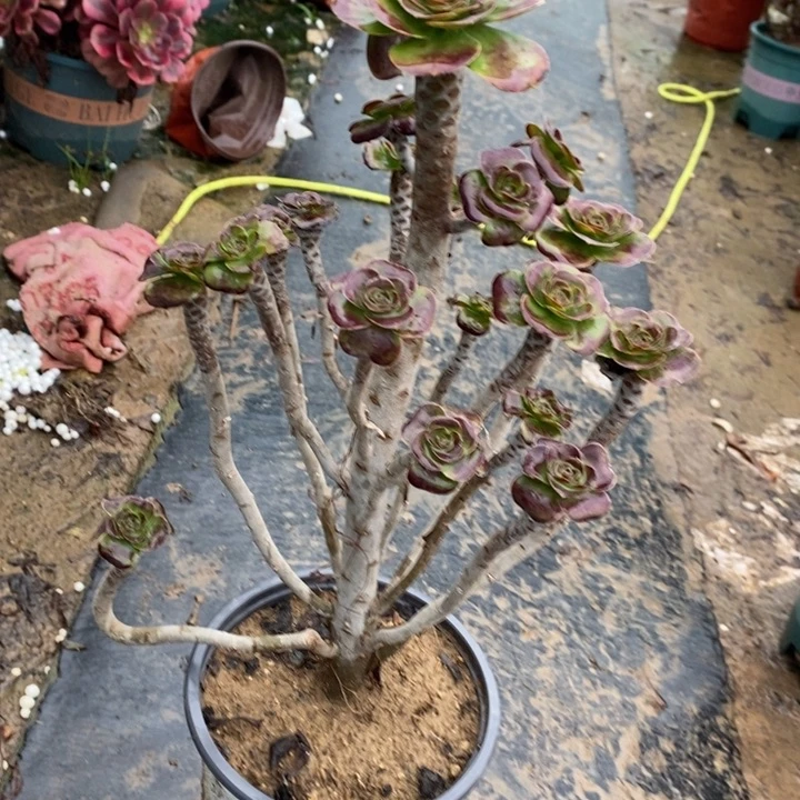 圆叶76多肉植物法师法师法师
