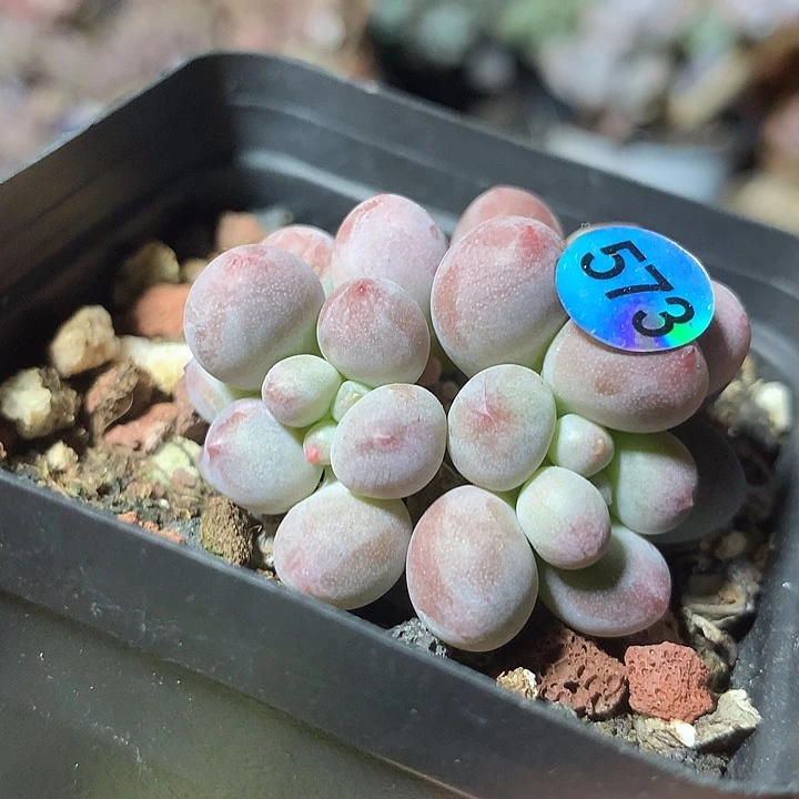 仙子奶酪多肉植物