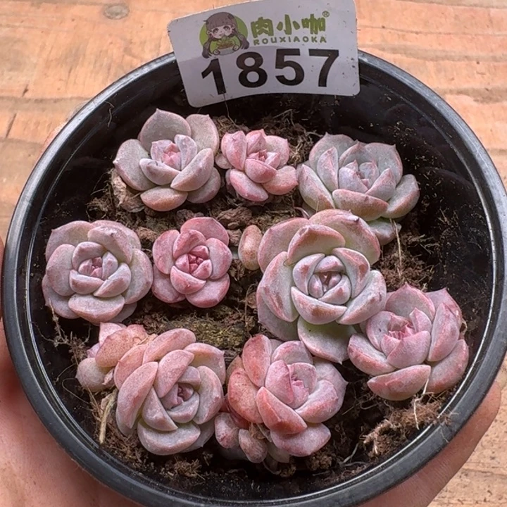 无花朵多肉植物多肉植物
