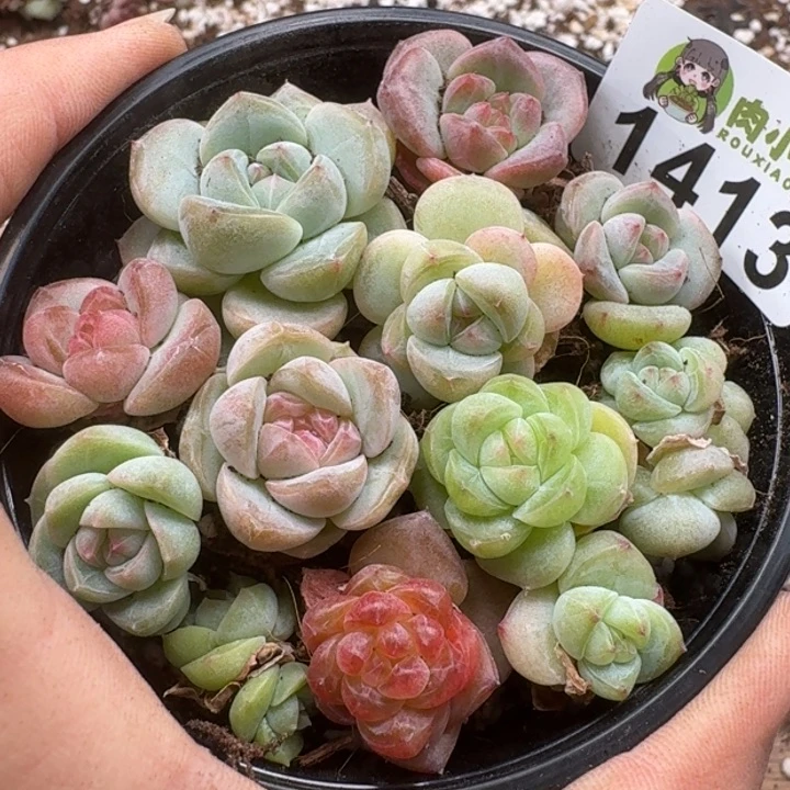 无花朵多肉植物多肉植物