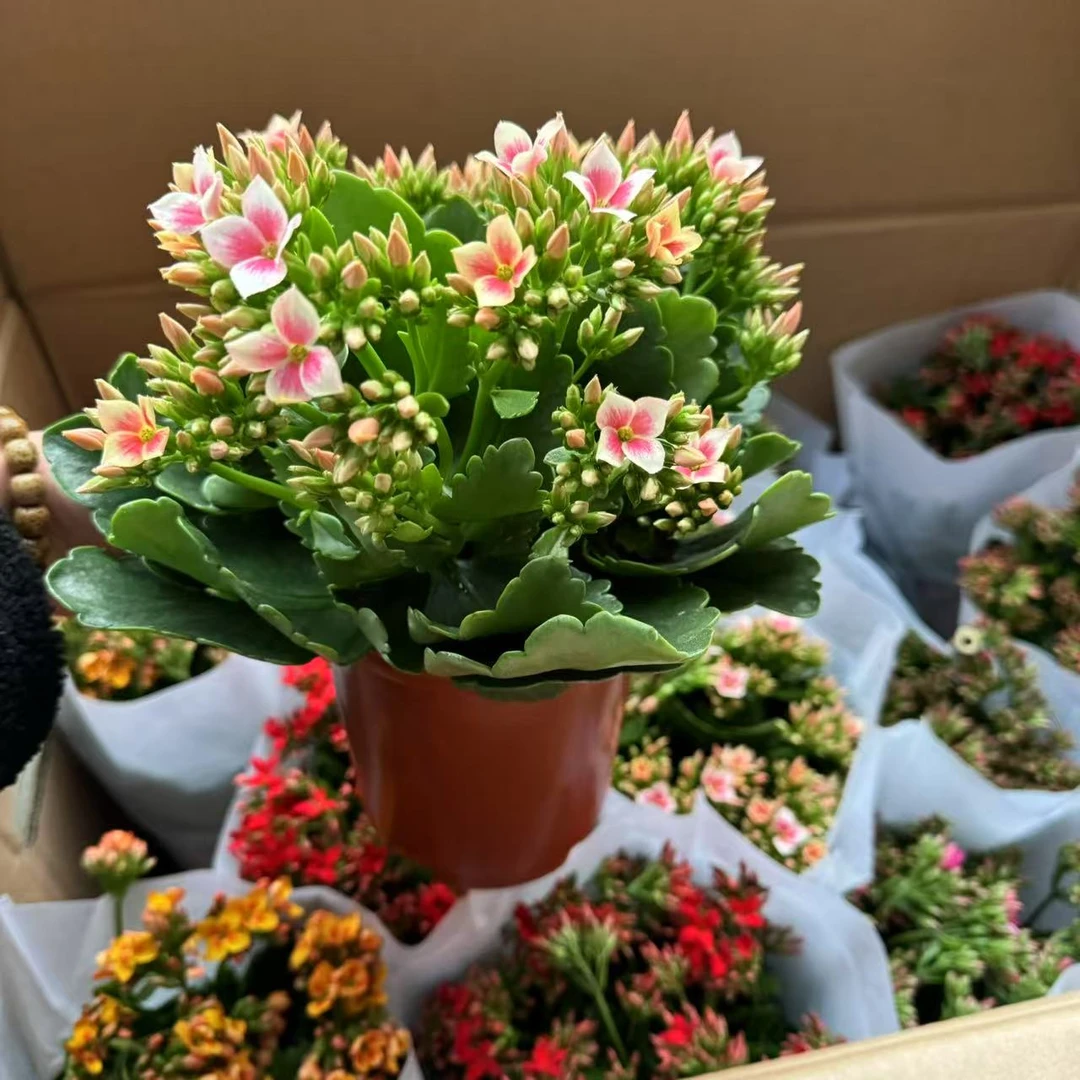 小森林花卉单瓣长寿花盆栽带花实物四季开花好养颜色自选