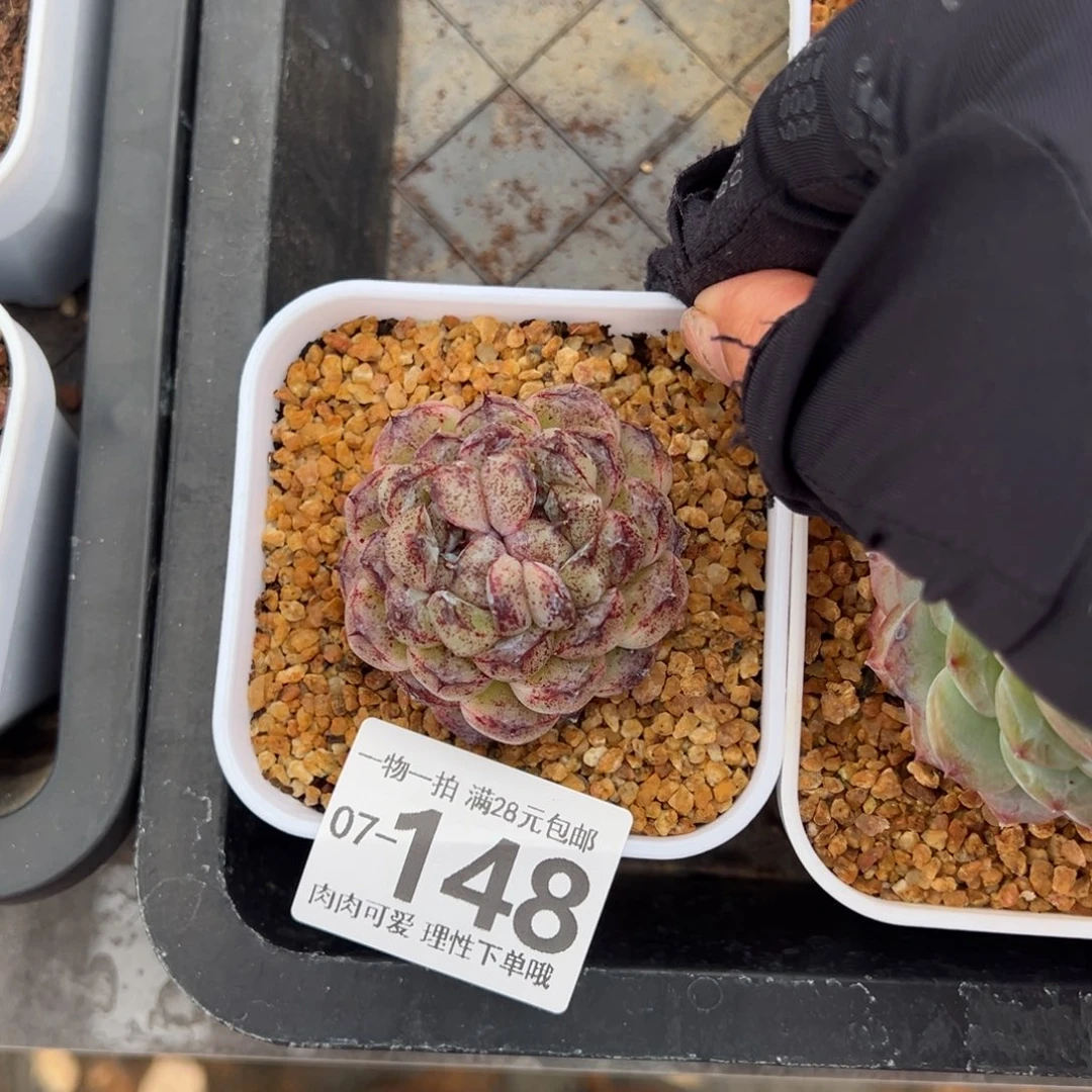 每****持赤水晶多肉多肉多肉多肉