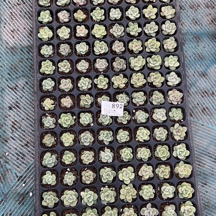 如****如图892编号204珍妮杂冰玉穴盘一盘