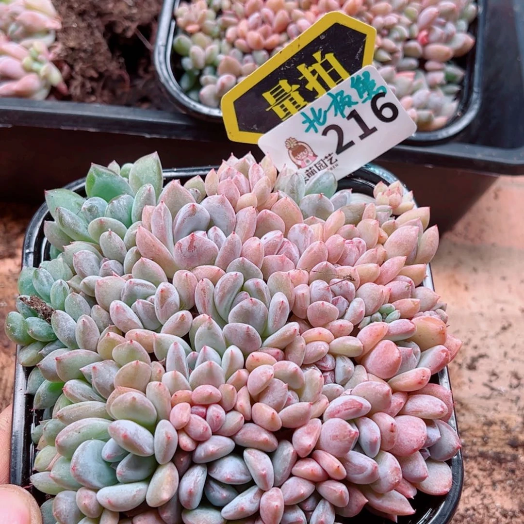 多肉植物多肉植物