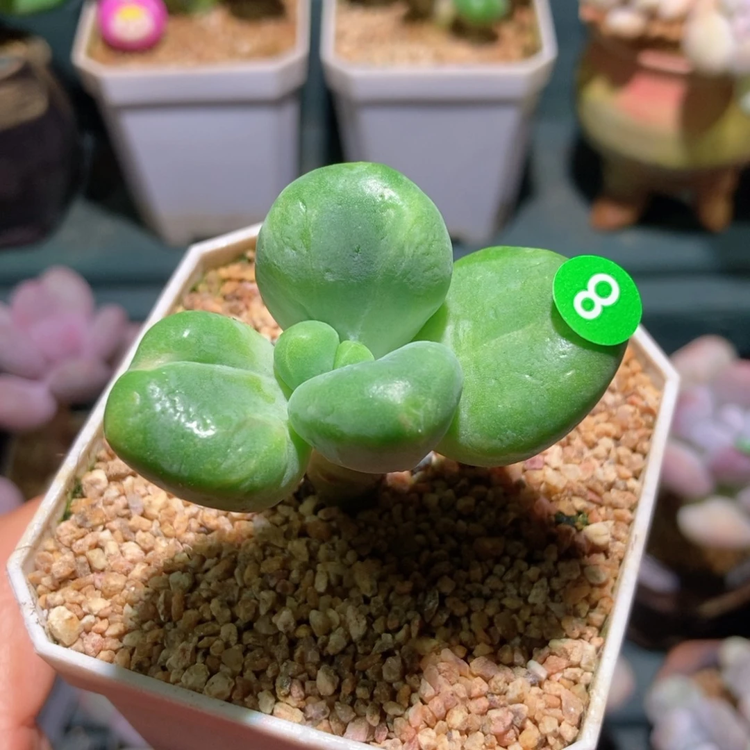 乌里韦亚石化拉丝锦