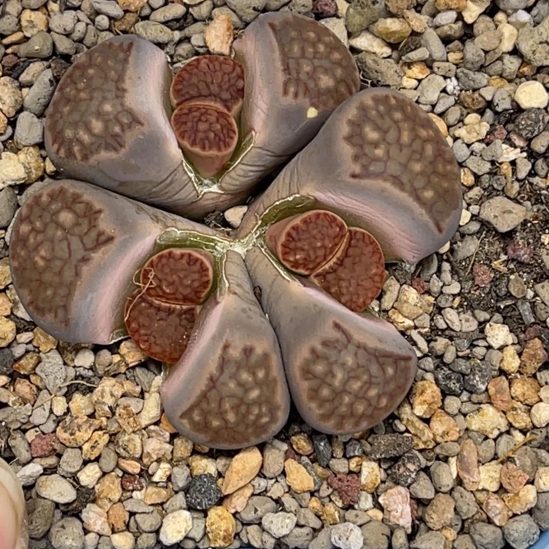 3506三头群生红窗菊1