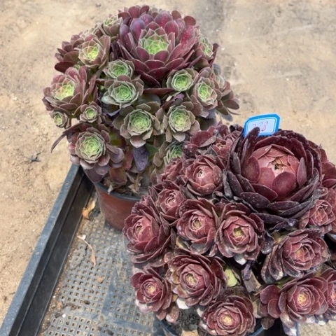 288多肉植物组合