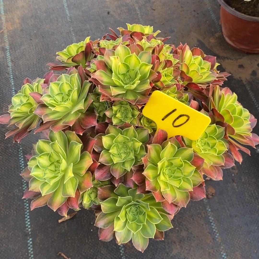 10韶华一多肉一物一拍